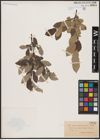 Foto von Salix aurita L. x Salix lapponum L.